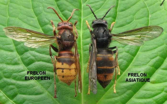 frelon a-e.jpg
